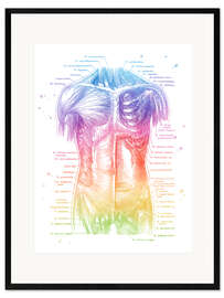 Gerahmter Kunstdruck Anatomie des Oberkörpers