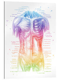Gallery Print Anatomie des Oberkörpers