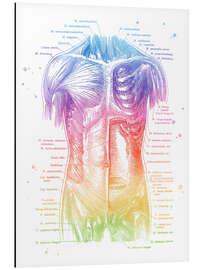 Magnettafel Anatomie des Oberkörpers
