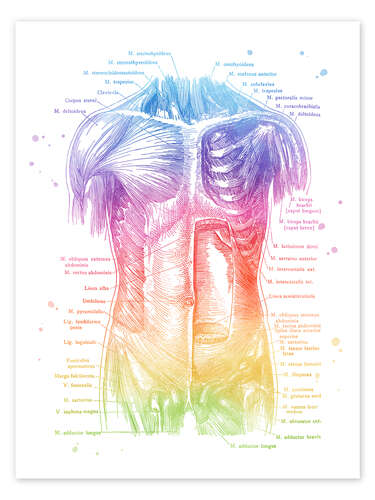Poster Torso Anatomy