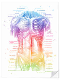 Wandsticker Anatomie des Oberkörpers