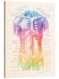 Holzbild Anatomie des Oberkörpers