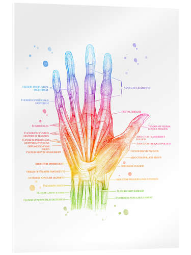 Obraz na szkle akrylowym Muscles of the Hand