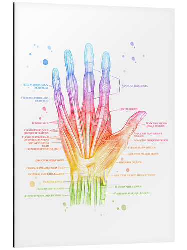 Alubild Muskeln der Hand