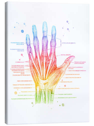Canvas print Muscles of the Hand