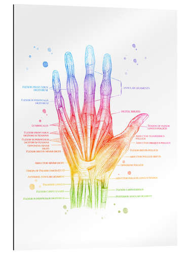 Galleritryk Muscles of the Hand