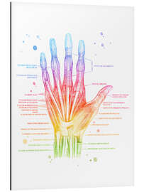 Magnettafel Muskeln der Hand