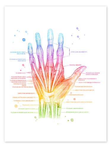Poster Muscles of the Hand