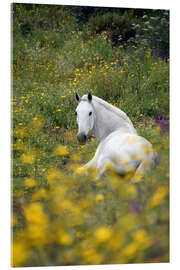 Acrylglas print White horse in the pasture - GUGIGEI