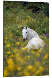 Aluminium print White horse in the pasture - GUGIGEI