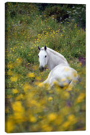 Canvas-taulu White horse in the pasture - GUGIGEI