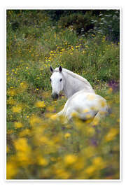 Plakat White horse in the pasture - GUGIGEI