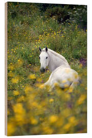 Print på træ White horse in the pasture - GUGIGEI