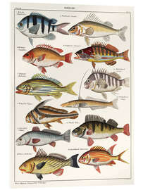 Cuadro de metacrilato Varieties of Fish (German)