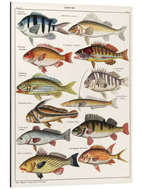 Alubild Tafel der Barscharten