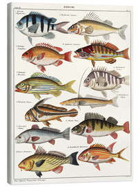 Lienzo Varieties of Fish (German)