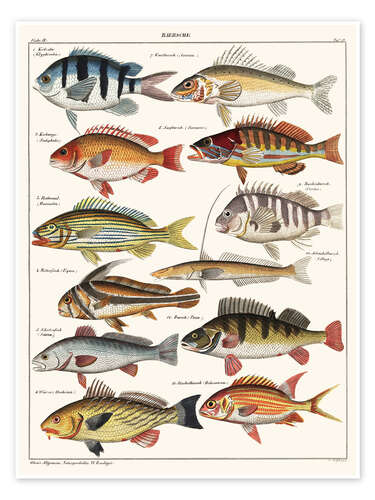 Juliste Varieties of Fish (German)
