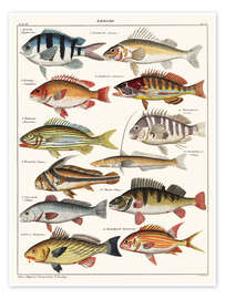 Taulu Varieties of Fish (German)