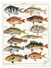 Sticker mural Varieties of Fish (German)