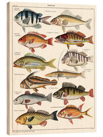 Obraz na drewnie Varieties of Fish (German)
