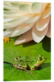 Tableau en verre acrylique The frog in the sunlight - Bernhard Kaiser