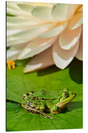 Aluminium print The frog in the sunlight - Bernhard Kaiser