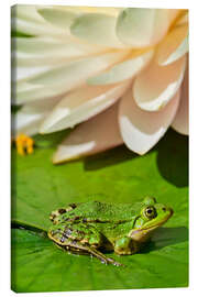 Tableau sur toile The frog in the sunlight - Bernhard Kaiser