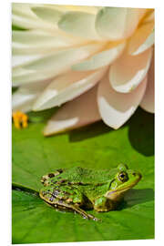 Hartschaumbild Der Frosch im Sonnenlicht
