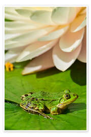 Plakat The frog in the sunlight - Bernhard Kaiser
