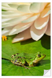 Wall sticker The frog in the sunlight