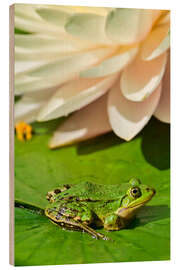 Holzbild Der Frosch im Sonnenlicht