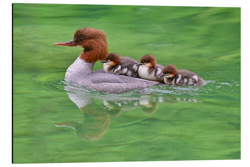 Aluminium print Family excursion