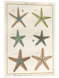 Acrylglasbild Histoire Naturelle Seesterne - Wild Apple Portfolio