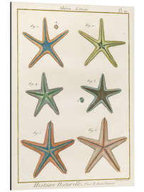 Alubild Histoire Naturelle Seesterne - Wild Apple Portfolio