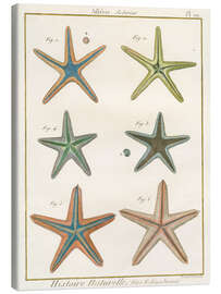 Leinwandbild Histoire Naturelle Seesterne - Wild Apple Portfolio