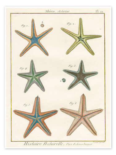 Póster Histoire Naturelle Starfish