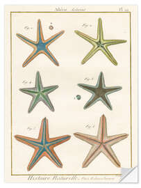 Wandsticker Histoire Naturelle Seesterne - Wild Apple Portfolio