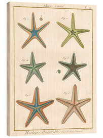 Holzbild Histoire Naturelle Seesterne - Wild Apple Portfolio