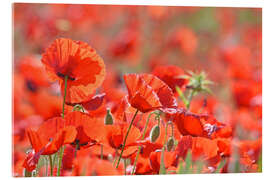 Acrylglasbild Mohnblumen