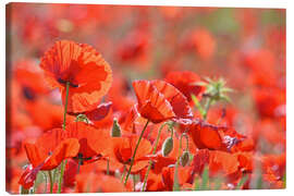 Leinwandbild Mohnblumen - GUGIGEI