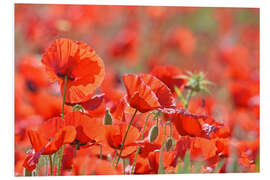 Hartschaumbild Mohnblumen