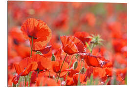 Galleritryk Poppies