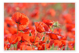 Reprodução Poppies - GUGIGEI