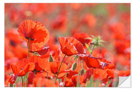 Wandsticker Mohnblumen