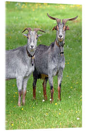 Acrylglasbild Zwei neugierige Ziegen - GUGIGEI