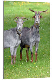 Tableau en aluminium Two Curious Goats - GUGIGEI