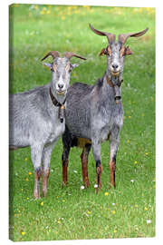 Leinwandbild Zwei neugierige Ziegen - GUGIGEI