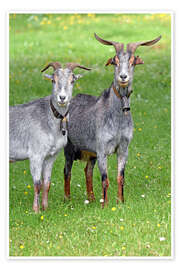 Reprodução Two Curious Goats - GUGIGEI