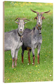 Cuadro de madera Two Curious Goats - GUGIGEI