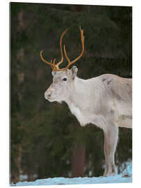 Acrylglasbild Rentiere im arktischen Winter - Jones &amp; Shimlock